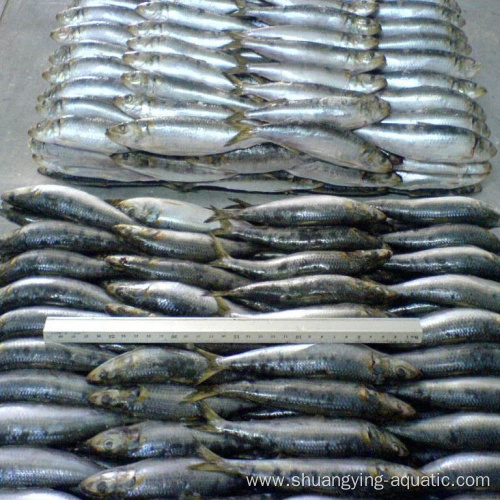 Frozen Sardine Whole Round Lighting Caught Fish 80-100g